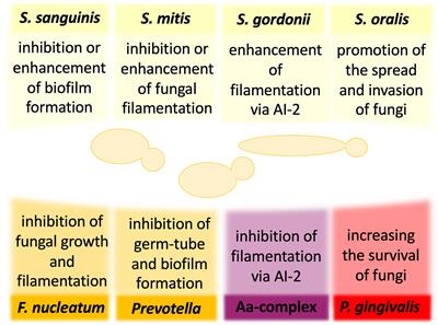 The Role of Candida albicans Virulence Factors in the Formation of Multispecies Biofilms With Bacterial Periodontal Pathogens